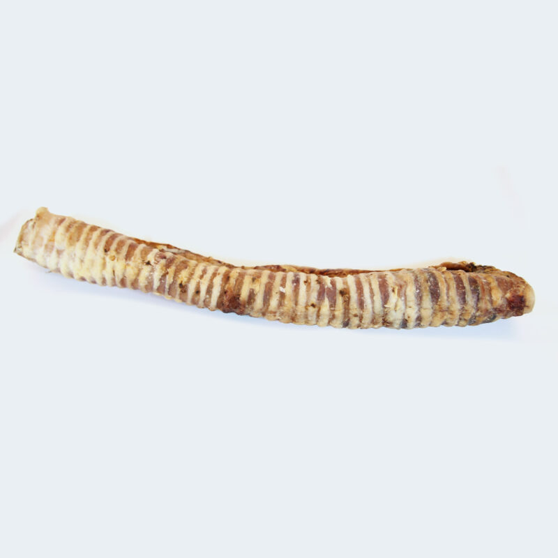 tchawica wołowa